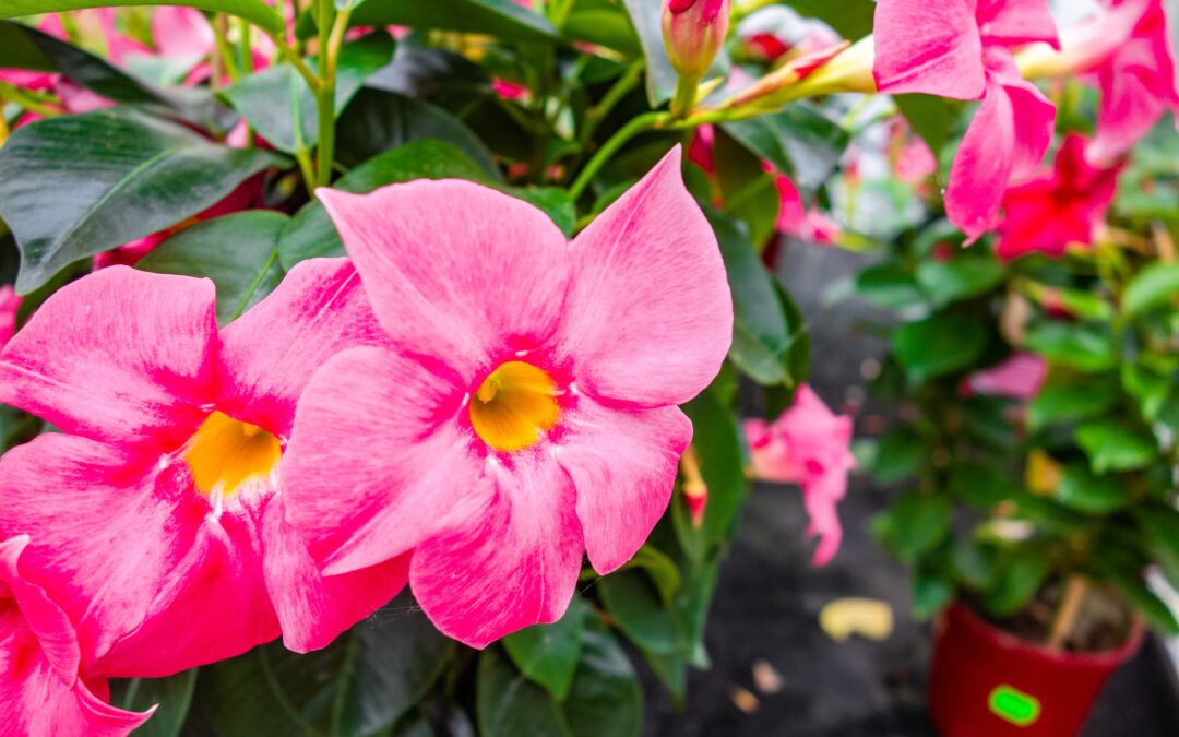 Conseils : plantation et entretien d’une dipladenia