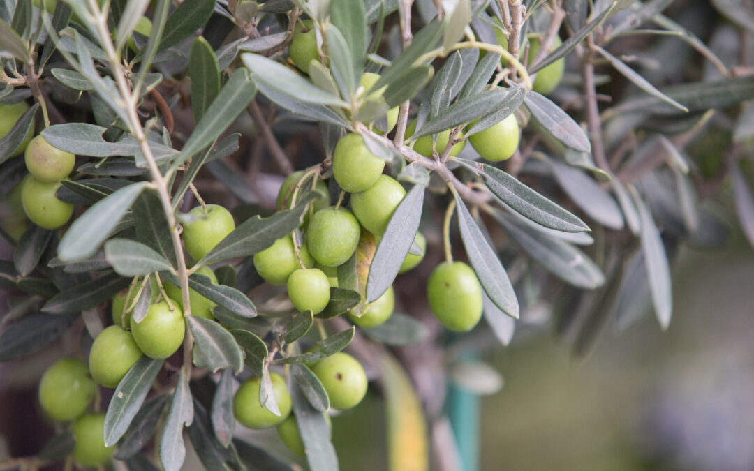 Entretien olivier : conseils pour un arbre sain